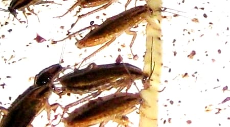 German Cockroach Pest Control Sydney